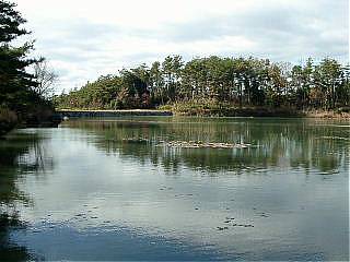 亀島キャンプ場の亀島池