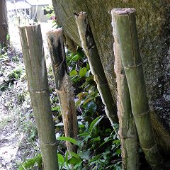 竹を地上高1mで切って枯らす方法の6ヶ月後の写真