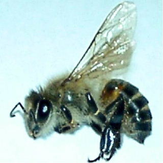 日本ミツバチの画像