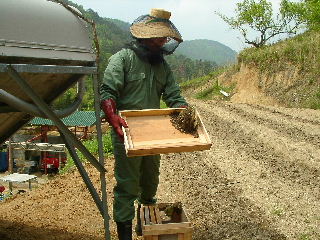 日本蜜蜂の巣とともさん