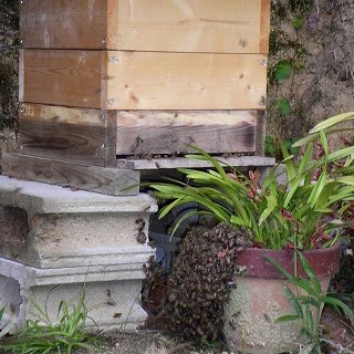 日本ミツバチの分蜂群の飛来と金稜辺への集結