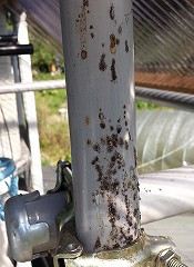 日本ミツバチの糞の写真(時間が経過してカビが生えたもの)