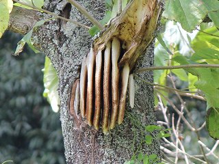 日本ミツバチの開放巣(横から見た写真)