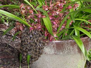 分蜂群が集結した金稜辺の花