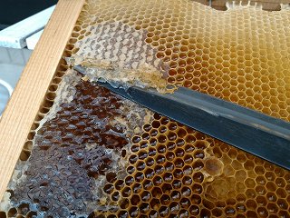 巣枠の中で蜜に蓋をされているのをナイフで取り除く