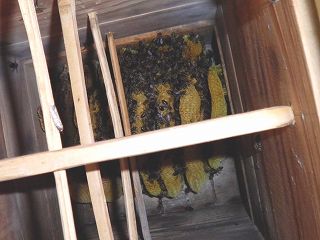 日本ミツバチの逃去前の写真