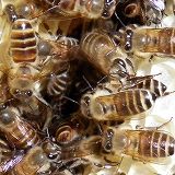 Fan-like behavior of Japanese honeybees