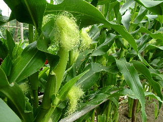 corn female flower