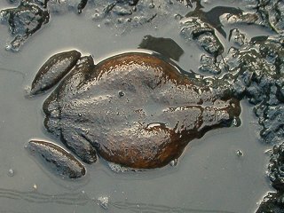 Bullfrog's photograph