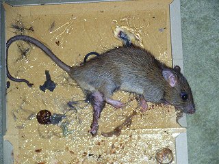 Black rat that captured it with pressure sensitive adhesive sheet
