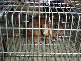 Black rat that hung in capture machine (rat capture)