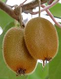 Photograph of kiwi fruit