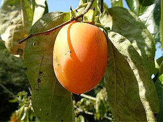 熟した西条柿の写真