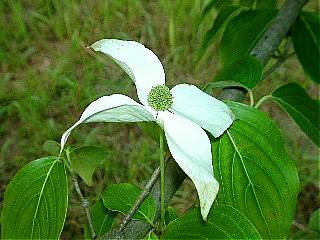花のようなヤマボウシの白い総苞