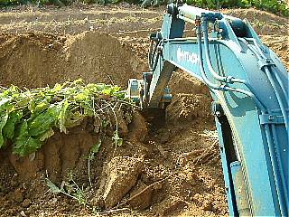 バックホウによるゴボウ掘り作業