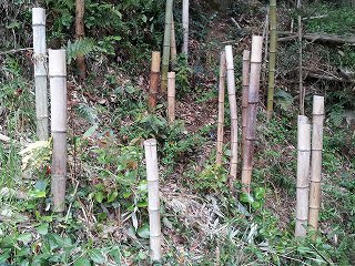 竹を地上高1mで切って枯らす方法の2年後の写真