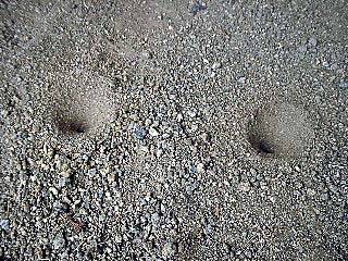ウスバカゲロウ(アリジゴク、蟻地獄)の写真