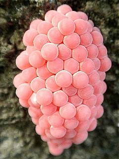 スクミリンゴ貝の卵