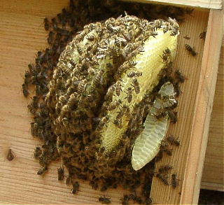 日本蜜蜂の巣
