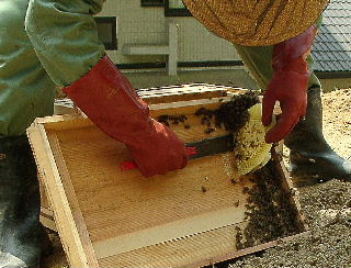日本蜜蜂の巣を切り取っているところ