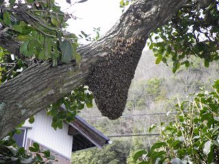 日本ミツバチが分蜂して蜂球を作った状態