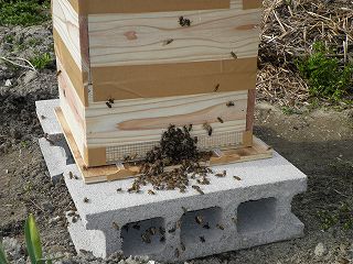 分蜂した日本ミツバチを入れた巣箱