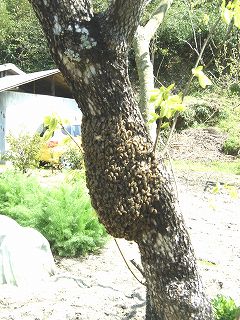 日本ミツバチが分蜂して蜂球を作った状態