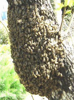 日本ミツバチの分蜂群の蜂球