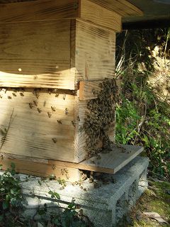 日本ミツバチの分蜂群を捕獲して飼育箱に取り込んだところ(1群目)