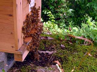 西洋ミツバチが蜂球を作ってスズメバチを熱死させた写真