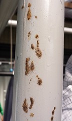 日本ミツバチの糞の写真(ベランダなど、単管に付着)