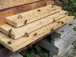 日本ミツバチの糞の写真(巣箱の巣門に付着)