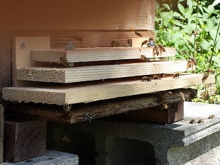 スズメバチ対策用のステップ式のゲートを巣箱に設置