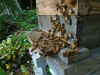西洋ミツバチ分蜂群の飛来、出入り口(巣門)付近の写真