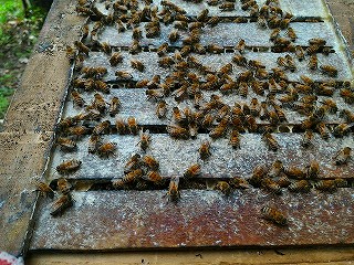 西洋ミツバチ分蜂群の飛来、巣箱の上から見た写真