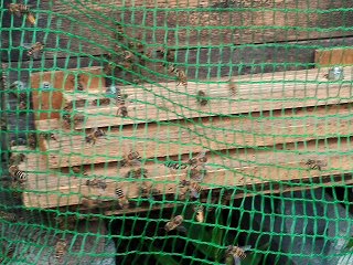 スズメバチ対策の網の近くのミツバチの様子