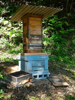 西洋ミツバチ用巣箱の上に日本ミツバチ用巣箱を重ねる