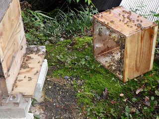 採蜜した後の巣箱に付いた蜜はミツバチに返します