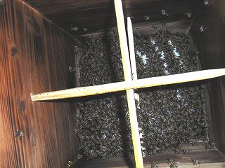 日本ミツバチの巣箱内の写真