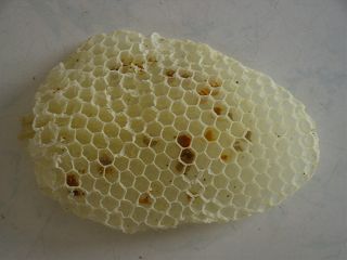 蜂球を取り込んで4日目の日本ミツバチの巣の写真