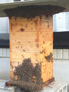 巣落ちして、逃去寸前の日本ミツバチの巣箱