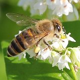 ソバの花と日本ミツバチ