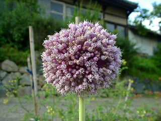 flower of scentless garlic