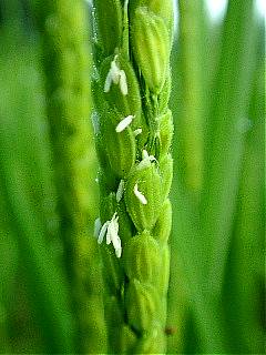 Rice plant flower and harmful insect's rice plant caterpillar