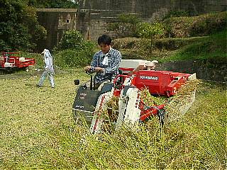 Harvesting rice
