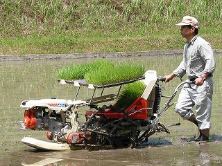 Planting rice with a rice transplanter