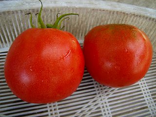 我が家で採れたトマトの写真