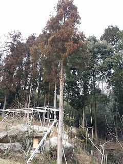 杉の木の枝打ち後の写真