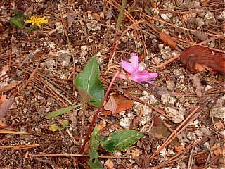 シハイスミレ(紫背菫)の花