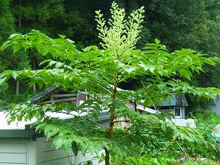 タラの木(ウコギ科)の写真